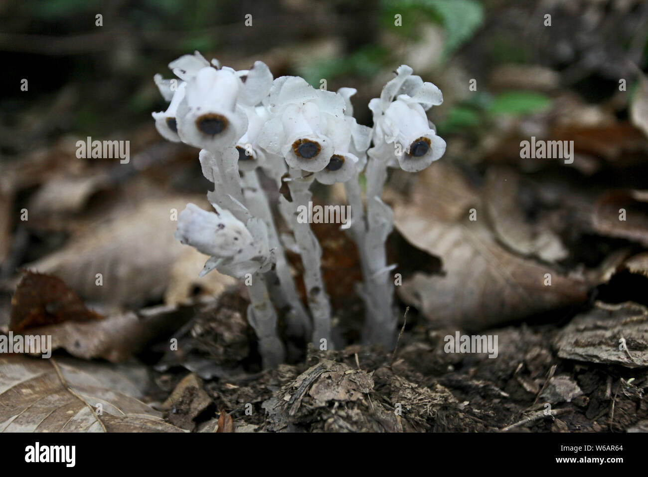 La race rare moniker ghost plante ou plante cadavre , nommé Monotropa uniflora, est trouvé par un villageois au Qin ou dans les montagnes Qinling Zhouzhi count Banque D'Images