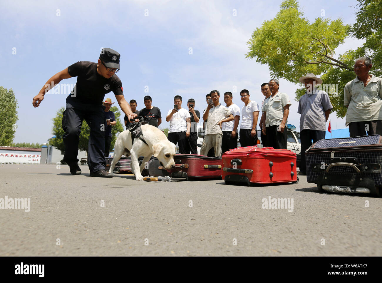 Un chien renifleur de drogue des sens cachés dans des valises pendant la 'Sniffer chien Journée portes ouvertes a eu lieu à l'activité Le Bureau de la sécurité publique de Yinan county, Shanghai Banque D'Images
