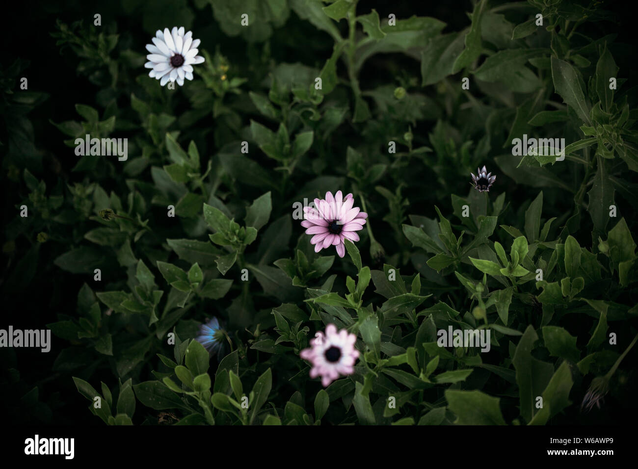 Petite Mauve et blanc fleurs daisy africains sur une plante feuillue Banque D'Images
