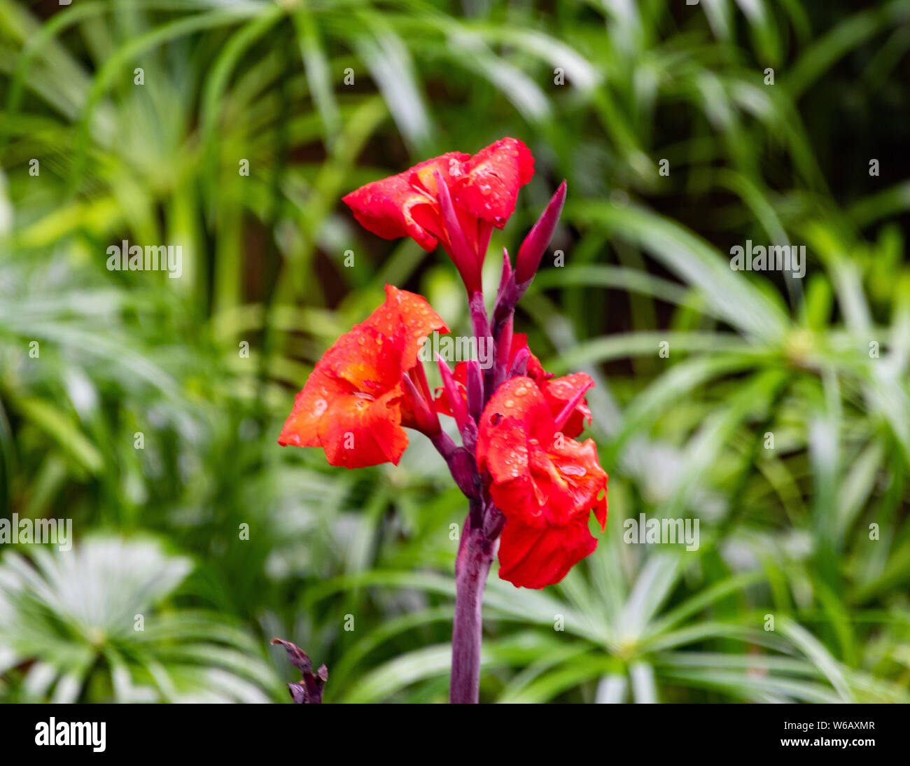 Canna sous la pluie Banque D'Images