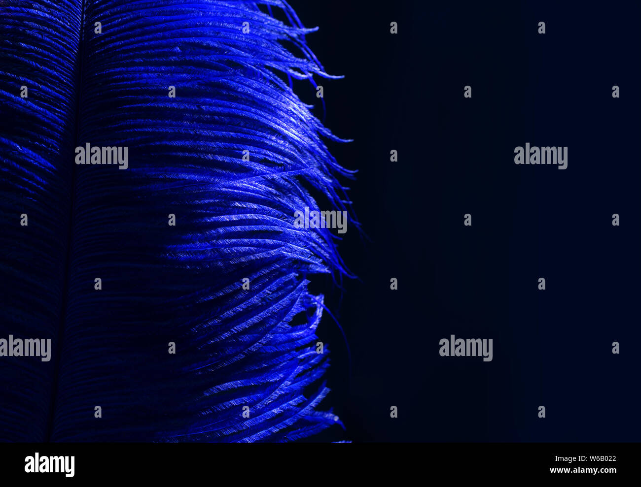 Plume bleue sur fond noir. Carnaval. Banque D'Images