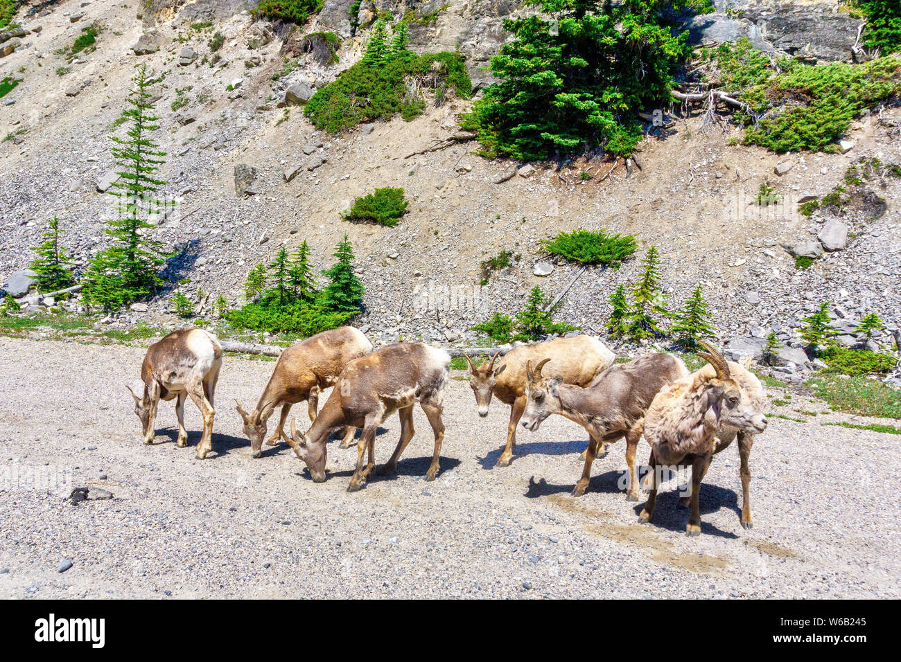 Mouflons le pâturage par le côté de la route, dans le parc national Banff, Alberta, Canada. Banque D'Images