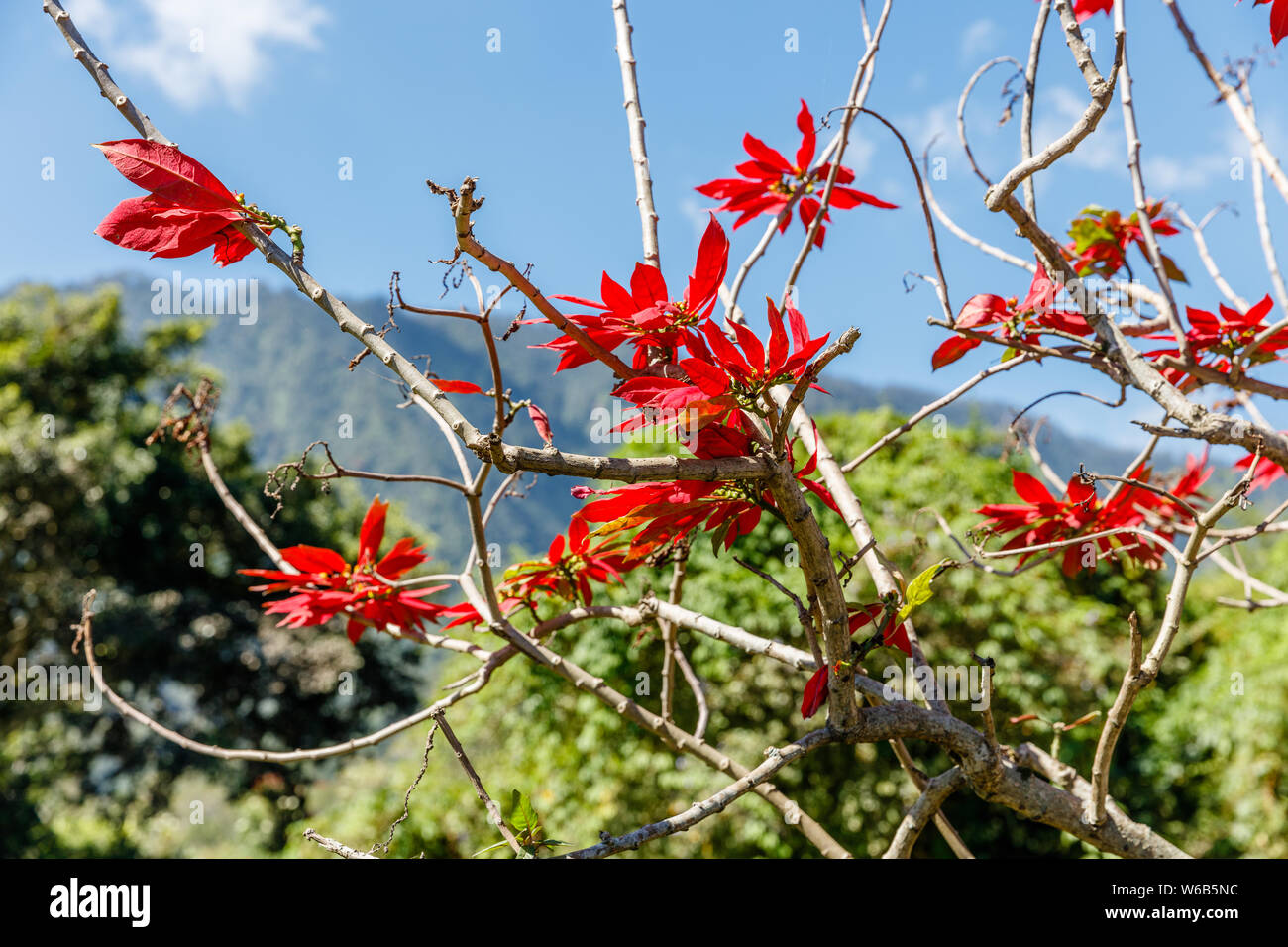 Arbre en fleurs poinsettia rouge, ciel bleu sur l'arrière-plan. Bali, Indonésie. Banque D'Images