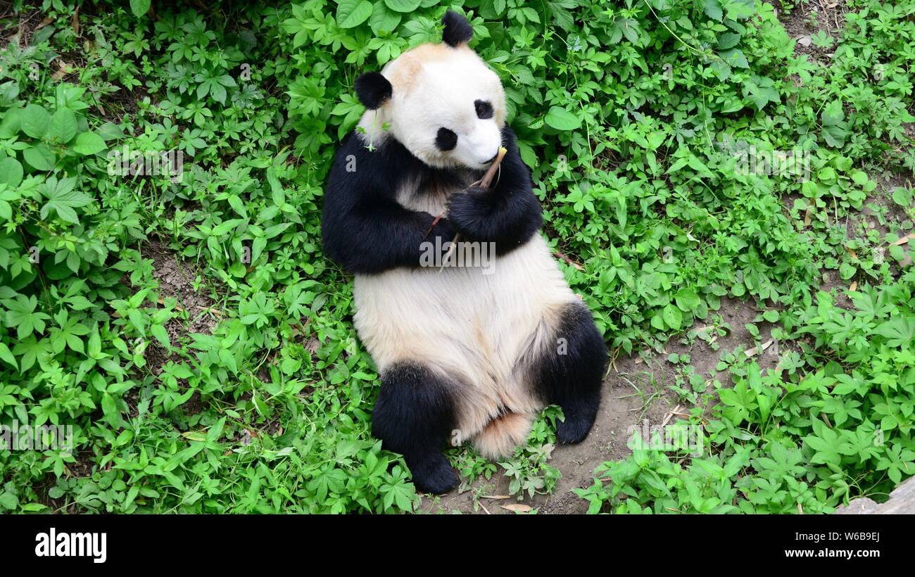 Un panda géant embrasse un rhino jouet dans ses bras comme il mange le bambou au Zoo de Pékin à Beijing, Chine, 19 mai 2018. Un panda géant embrassé une rhino toy je Banque D'Images