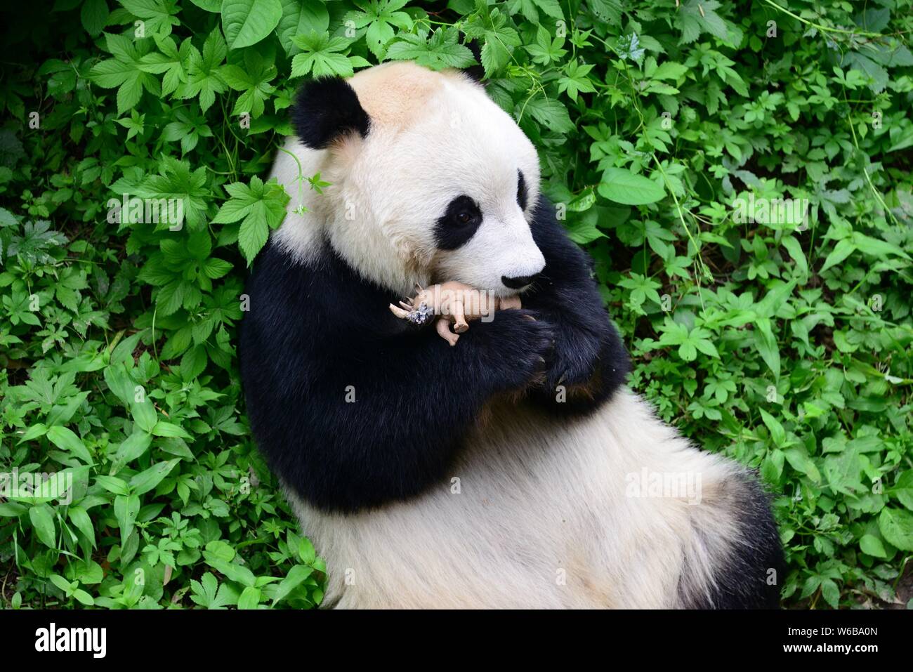 Un panda géant embrasse un rhino toy de zoo de Pékin à Beijing, Chine, 19 mai 2018. Un panda géant embrassé un jouet de rhinocéros dans les bras et l'embrassa à Beij Banque D'Images