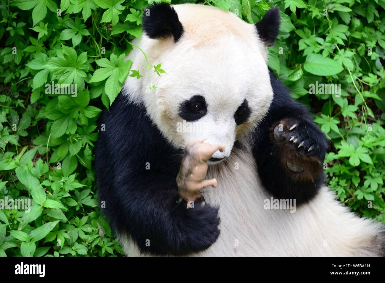Un panda géant embrasse un rhino jouet dans ses bras au Zoo de Pékin à Beijing, Chine, 19 mai 2018. Un panda géant embrassé une rhino jouet dans ses bras et kis Banque D'Images