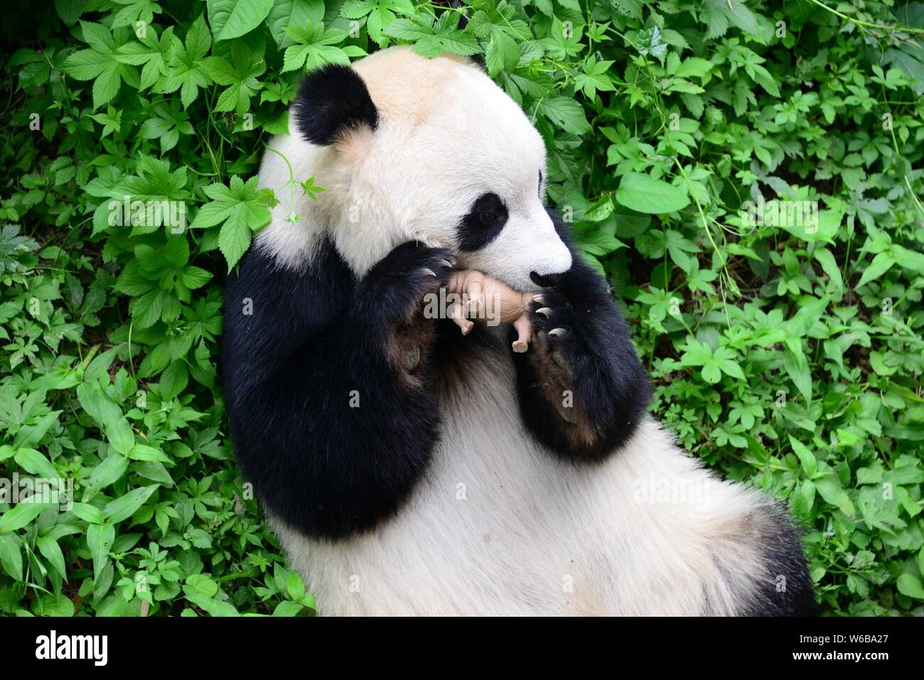 Un panda géant embrasse un rhino toy de zoo de Pékin à Beijing, Chine, 19 mai 2018. Un panda géant embrassé un jouet de rhinocéros dans les bras et l'embrassa à Beij Banque D'Images
