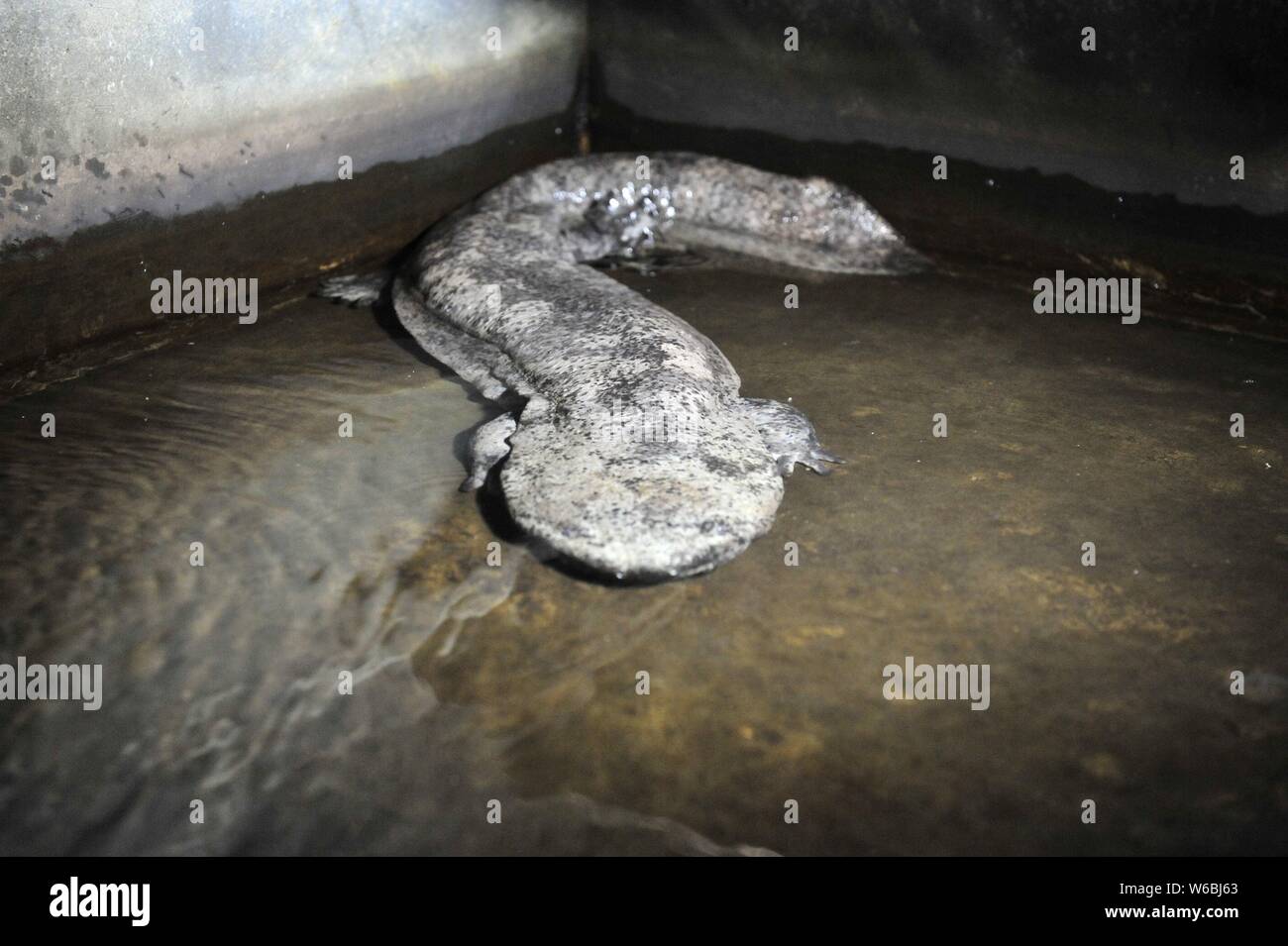 --FILE--Une grande salamandre est représenté à une base d'élevage dans le comté de Coatascorn, Zhumadian city, province du Henan en Chine centrale, 24 mai 2017. Cinq énormes s Banque D'Images