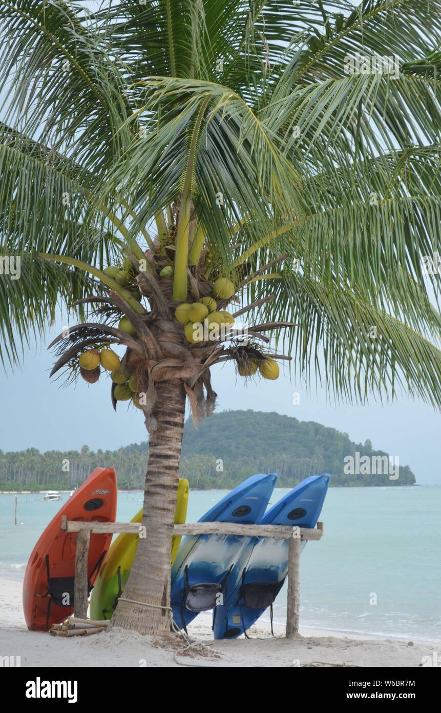 Kayaks sous un cocotier en attente d'être loués sur la plage de Lamai, Koh Samui, Thaïlande Banque D'Images