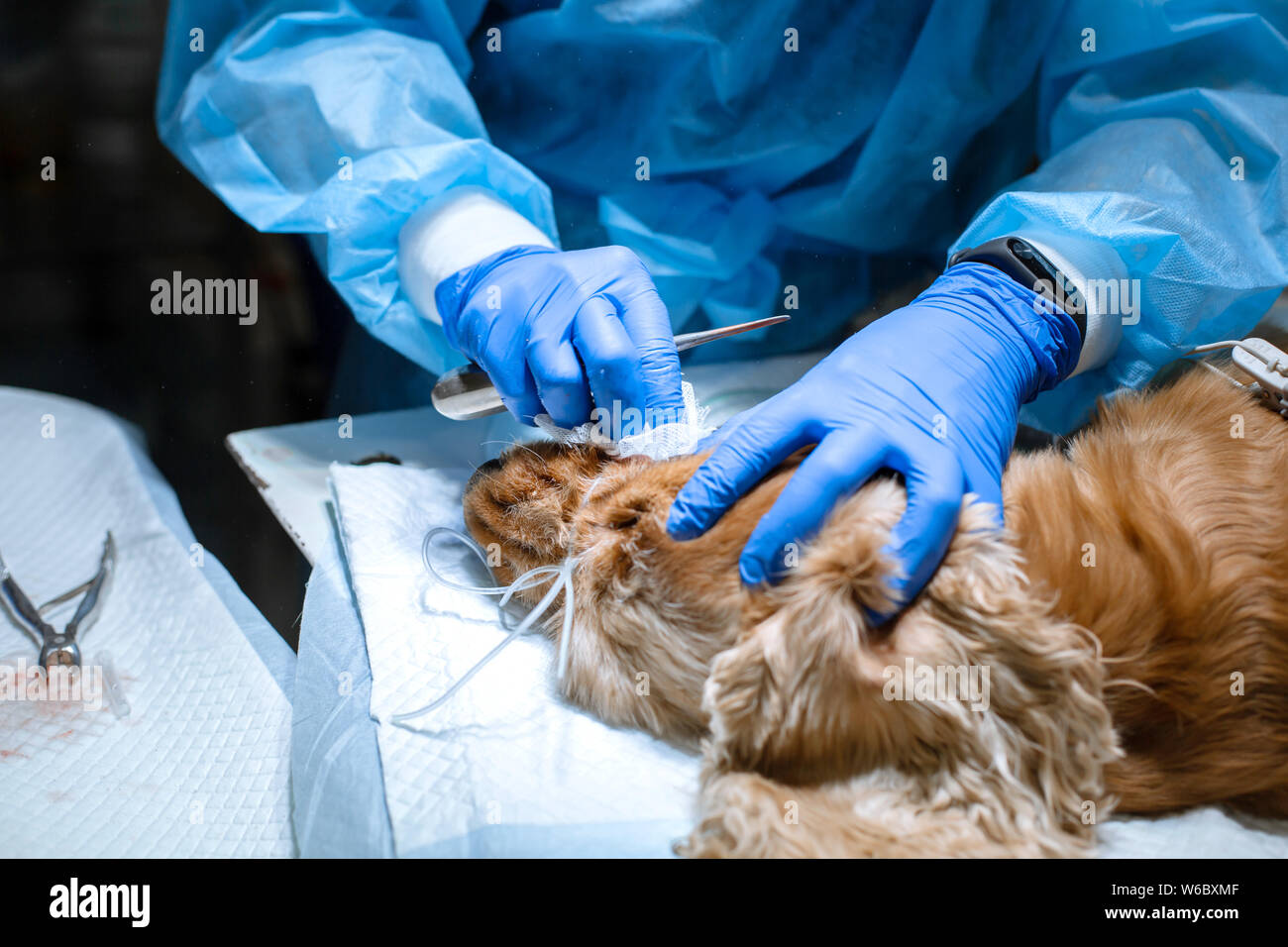 La dentisterie vétérinaire. Chirurgien dentiste vétérinaire traite et élimine les dents d'un chien sous l'anesthésie sur la table d'opération dans un vétérinaire clini Banque D'Images