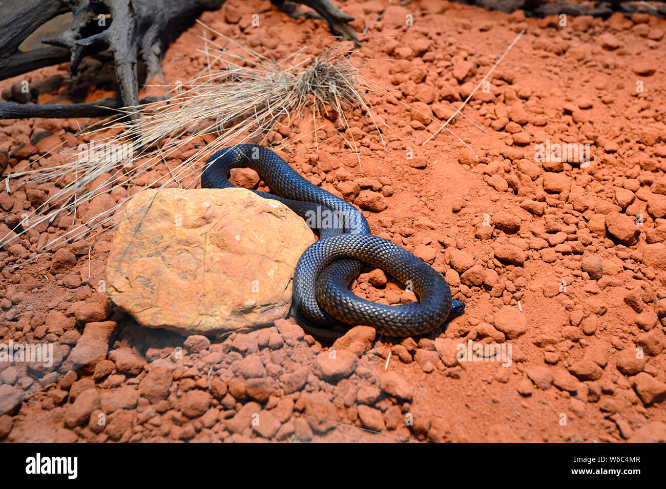 Un serpent brun de l'Ouest (Pseudonaja nuchalis) originaire de l'Australie Banque D'Images