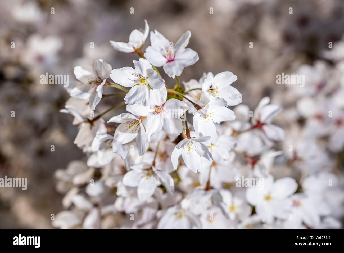 Fleurs blanches d'un japonais Somei Yoshino (Cerisier Prunus yedoensis ×) en pleine floraison Banque D'Images