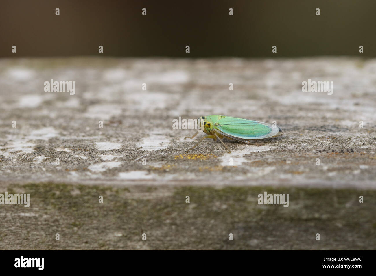 Un mignon petit-Feuille verte Cicadella viridis, hopper, perché sur une clôture en bois dans un pré. Banque D'Images