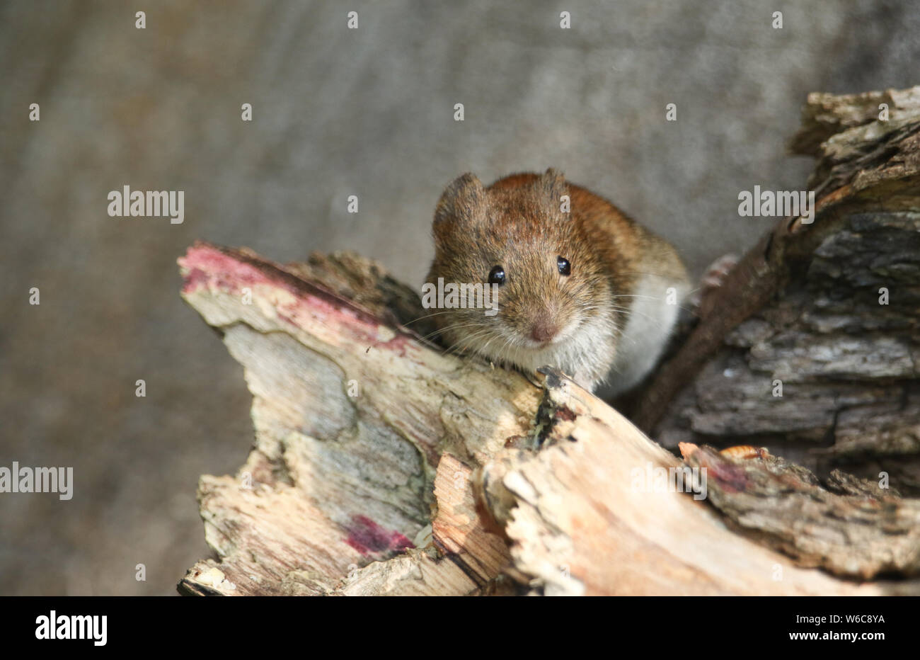 Un mignon petit Campagnol roussâtre sauvages, Myodes glareolus en quête de nourriture dans un tas de journaux dans les bois au Royaume-Uni. Banque D'Images