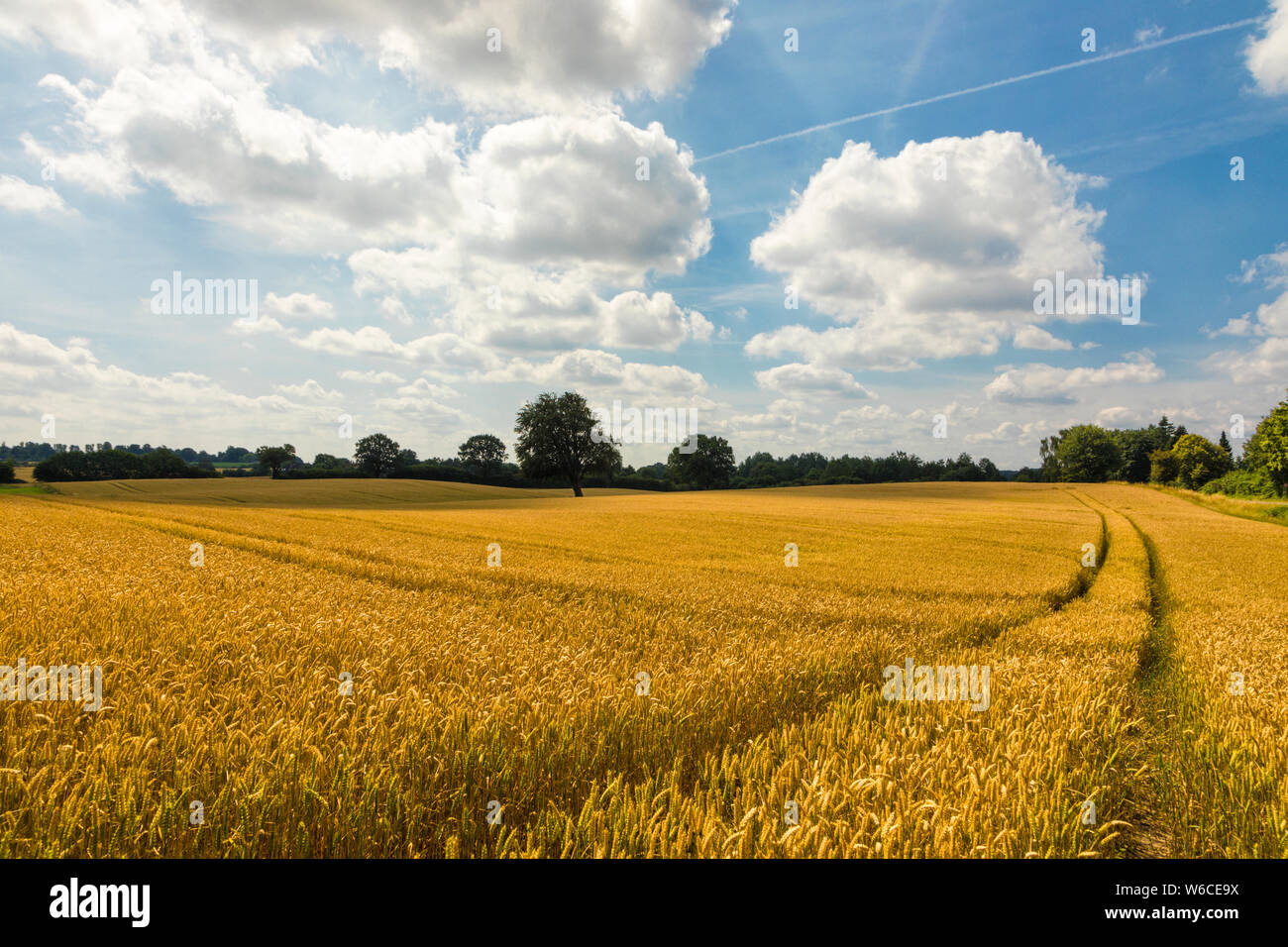 Champ de blé mûr d'or dans le Nord de l'Allemagne près de Kiel Banque D'Images