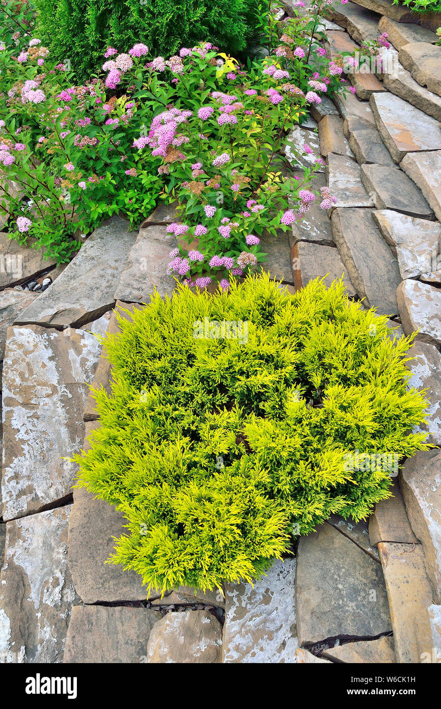 Evergreen - plantes décoratives conifères genévrier jaune (Lime Glow) dans le jardin de pierre paysage. Genévrier rose jaune avec spirea japonais. Des paysages Banque D'Images