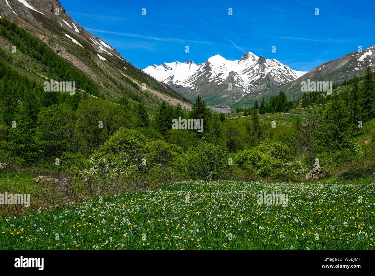 Vue vers le Col de Lauteret, avec prés de fleurs sauvages, Briançon, Serre Chevalier, France, Banque D'Images