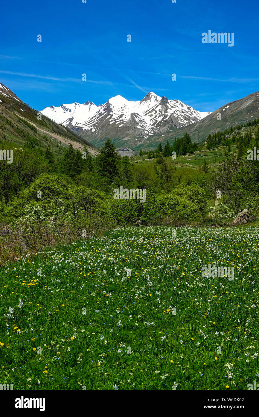 Vue vers le Col de Lauteret, avec prés de fleurs sauvages, Briançon, Serre Chevalier, France, Banque D'Images