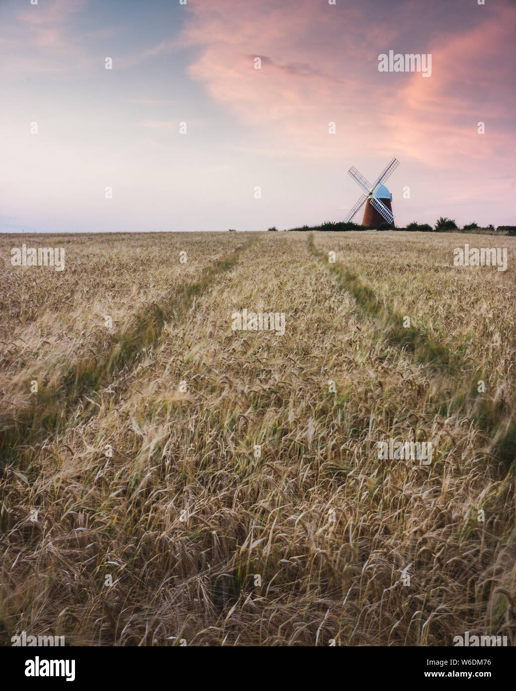 Une éolienne dans un champ de blé doré, Halnaker moulin, West Sussex, UK Banque D'Images