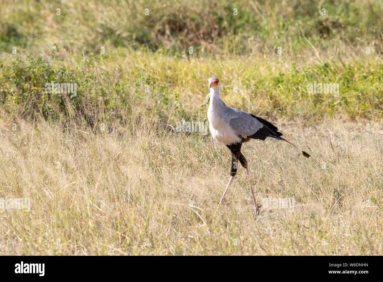 Oiseau Secrétaire, Sagittaire serpentarius, marcher dans l'herbe longue d'Amboseli. Cet oiseau de proie protégé est considéré comme vulnérable et le po Banque D'Images