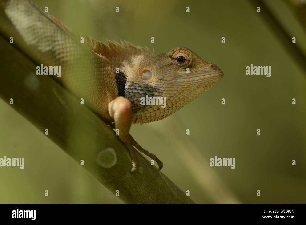 Lizard sur un arbre Banque D'Images