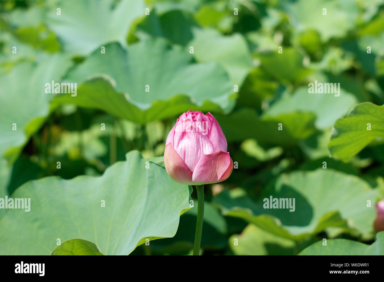 Closed lotus flower Banque de photographies et d'images à haute résolution  - Alamy