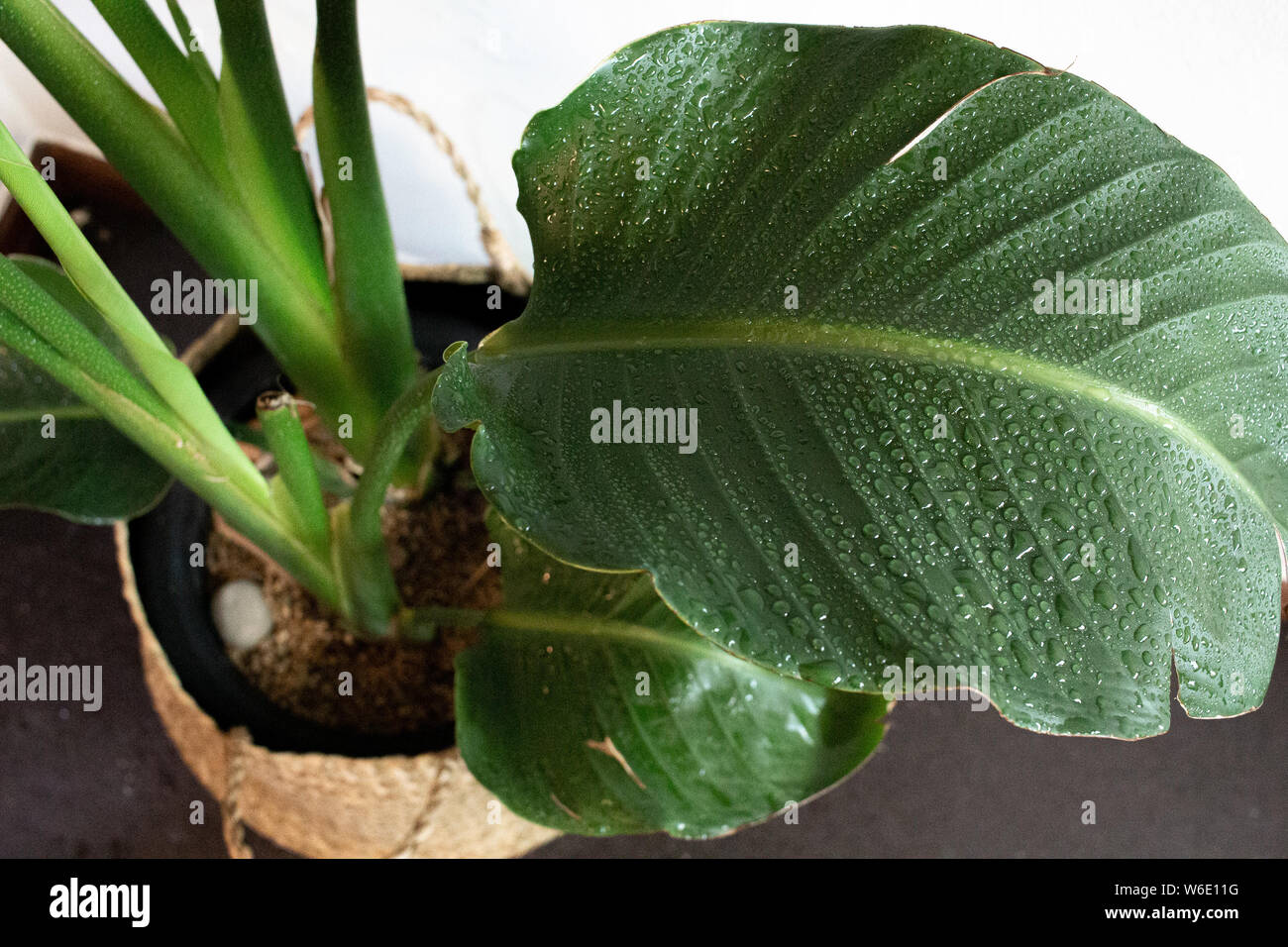 Tropical vert feuille fraîche Banque D'Images