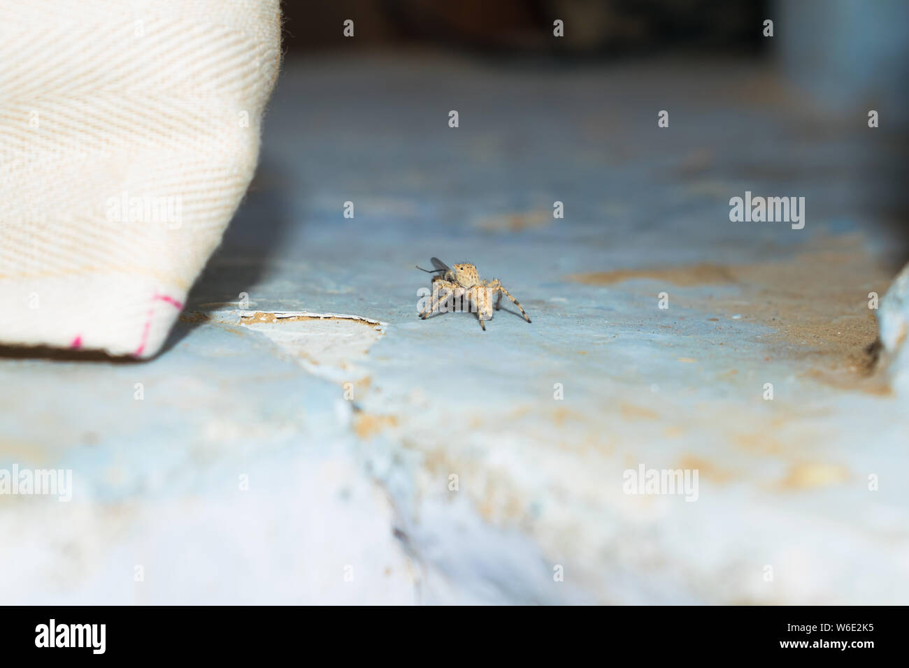 Mors De Filet Banque De Photographies Et D Images A Haute Resolution Alamy