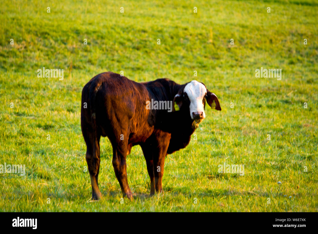 Une jeune vache brune sur un pré en Banque D'Images