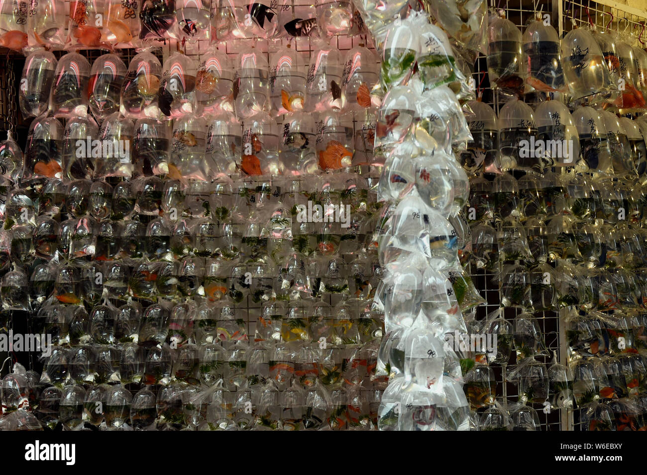 Poissons et produits aquatiques sont vendus dans des sacs en plastique dans un magasin situé dans la rue Tung Choi à Hong Kong, Chine, 20 mars 2018. Le Tung Choi Street à Hong Banque D'Images