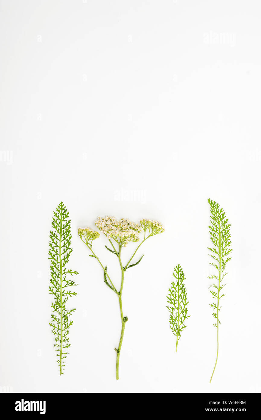 Achillée commune fleurs blanches. Floral background. Plantes médicinales Herbes sauvages concept en orientation verticale avec l'espace pour le texte. Banque D'Images