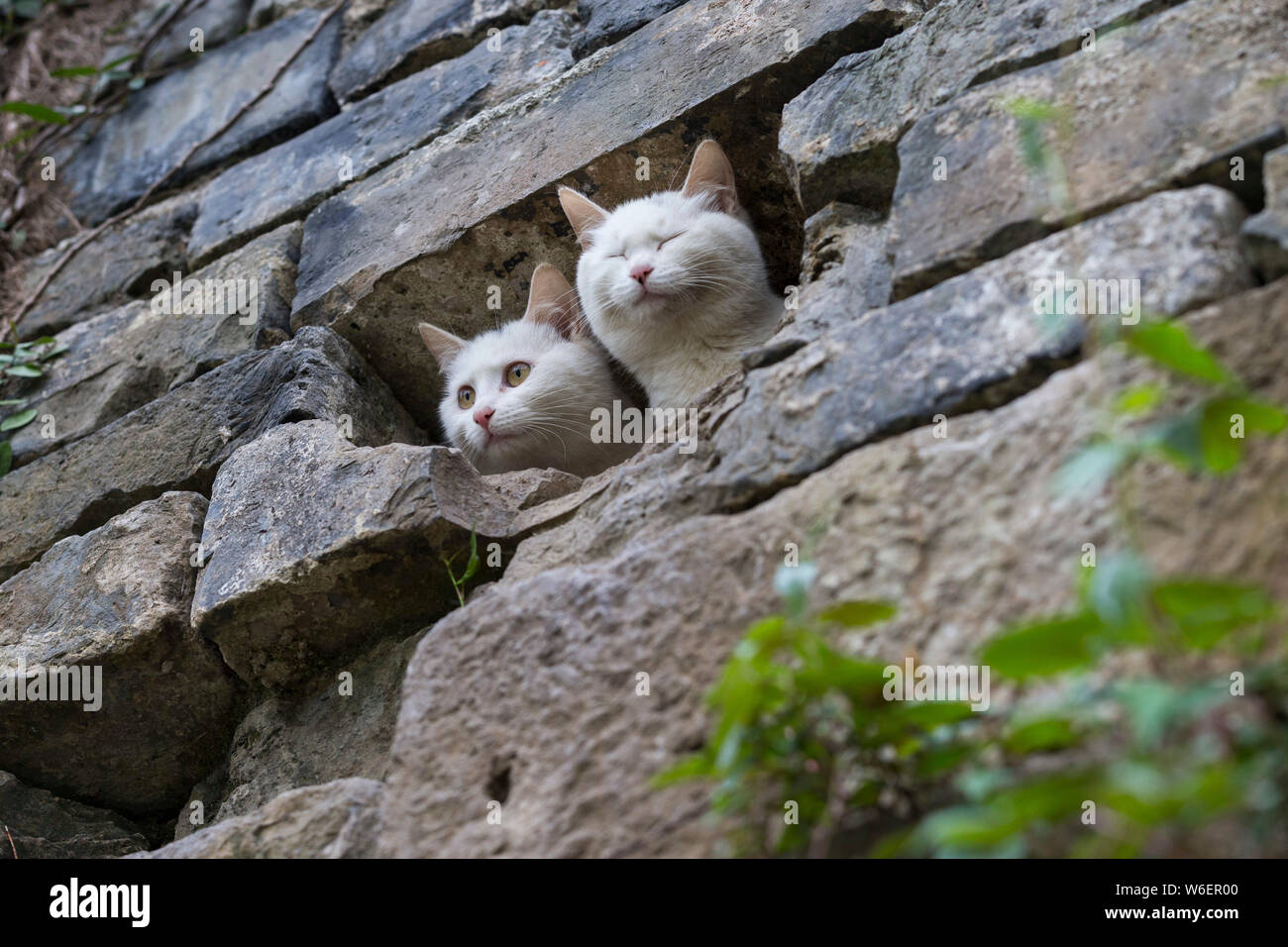 Deux beaux chats sont visible à l'intérieur de la Shanghai Circumvallation au Lac Xuanwu de Beijing, la Chine de l'est de la province de Jiangsu, 29 mars 2018. Trois Banque D'Images