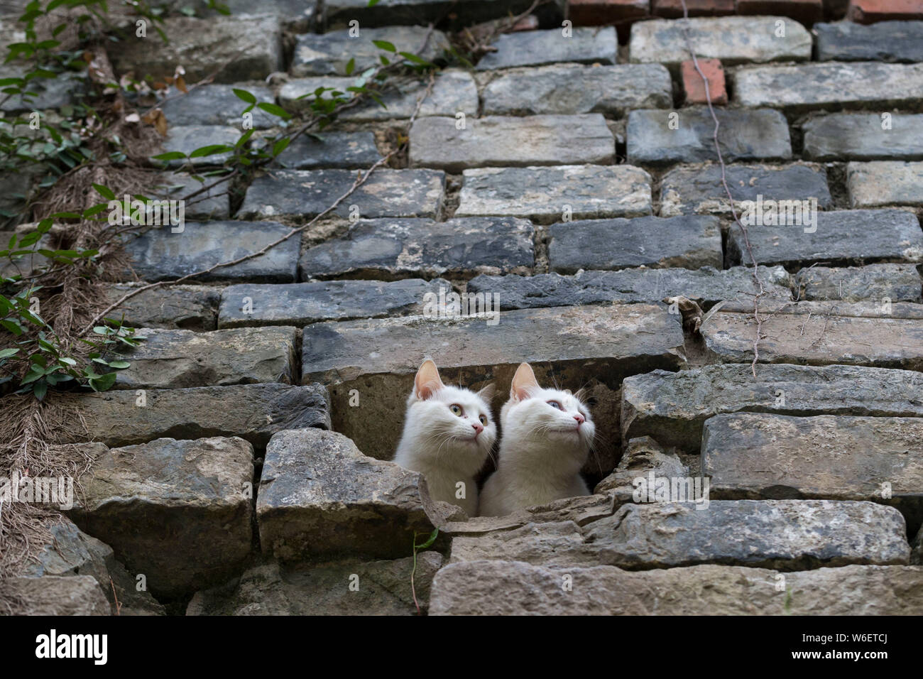 Deux beaux chats sont visible à l'intérieur de la Shanghai Circumvallation au Lac Xuanwu de Beijing, la Chine de l'est de la province de Jiangsu, 29 mars 2018. Trois Banque D'Images