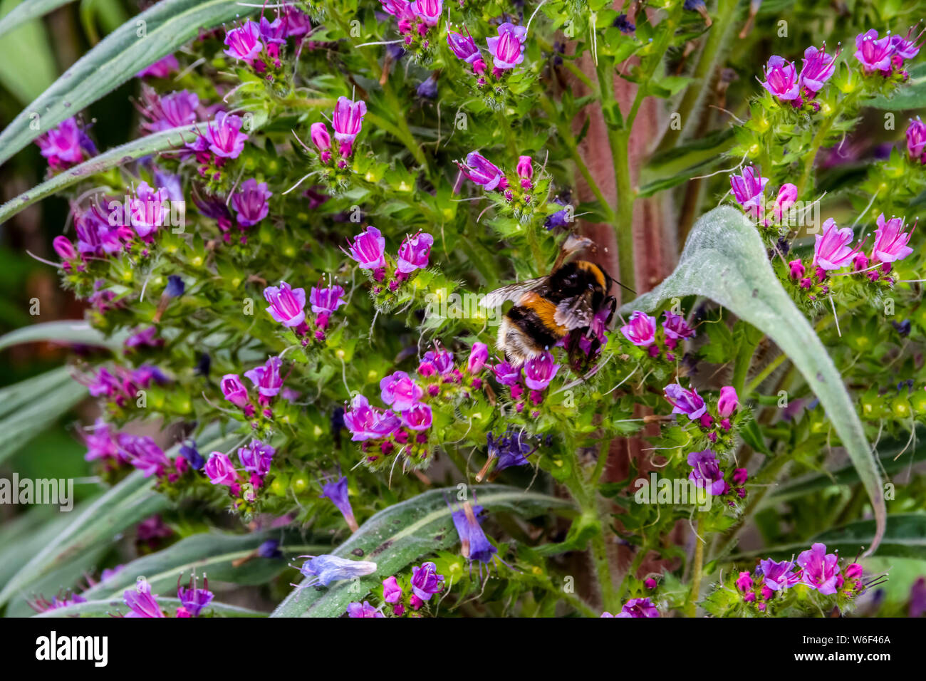 Bumblebee la collecte du pollen de plantes de jardin Banque D'Images