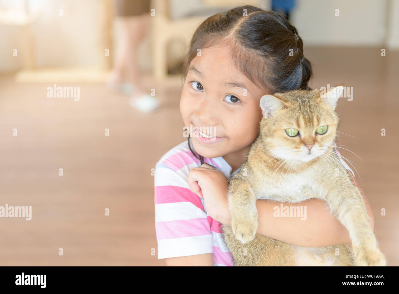 Cute asian girl hug et jouer Scottish Fold chat à la maison, concept d'animaux de compagnie Banque D'Images