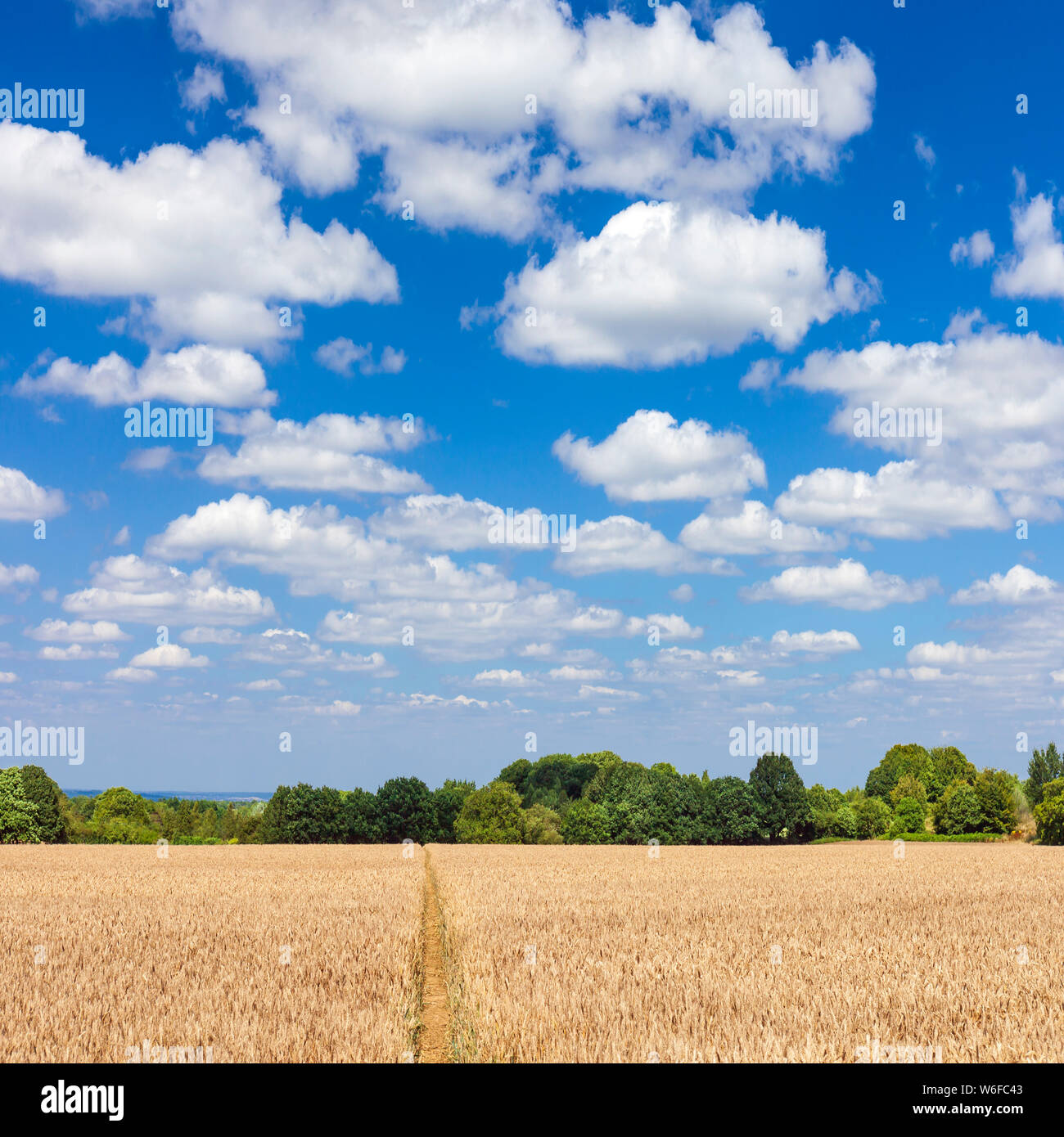 Champ de blé sous les nuages de beau temps, Kent, UK. Banque D'Images