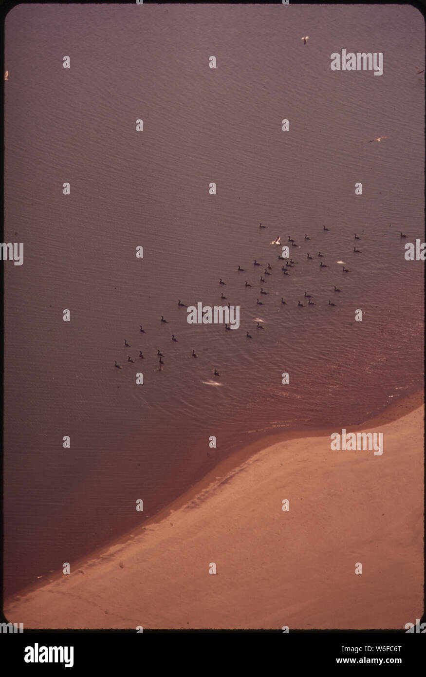 Les oiseaux se nourrissent à marée basse DANS LES EAUX DE LA BAIE DE HUMBOLDT Banque D'Images