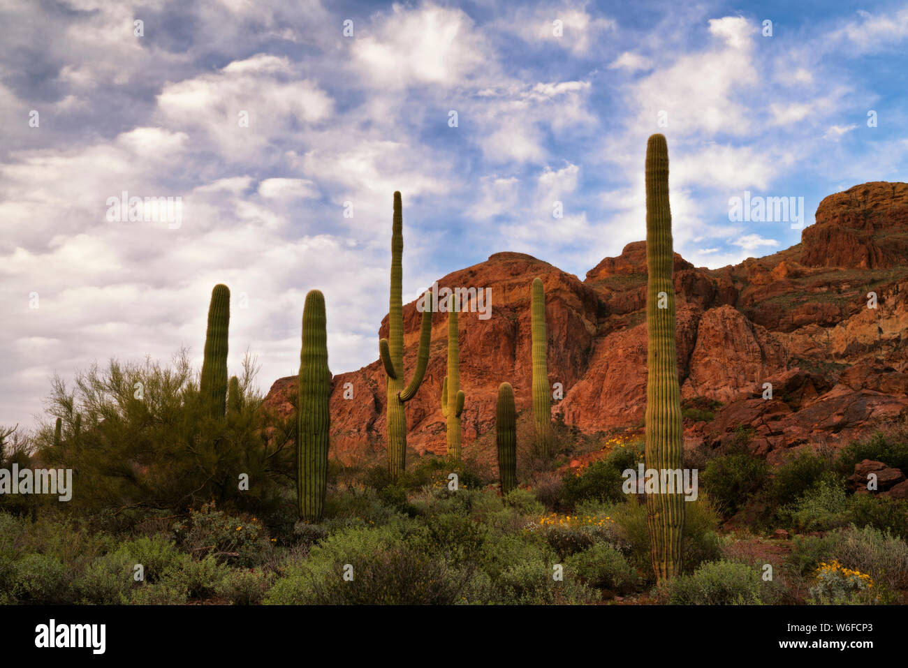 Le tuyau d'orgue armés prospèrent cactus de l'Arizona le long de frontière avec le Mexique le plus au sud dans le désert de Sonora de tuyau d'Orgue Monument Nat Cactus. Banque D'Images