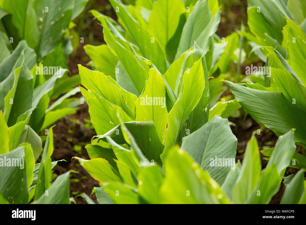 Plantation de curcuma (Curcuma longa), Hasanur, Tamil Nadu - frontière de l'État du Karnataka, Inde Banque D'Images