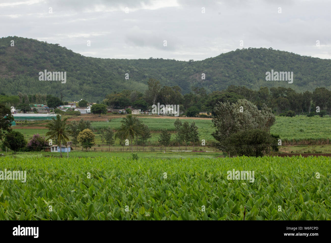 Plantation de curcuma (Curcuma longa), Hasanur, Tamil Nadu - frontière de l'État du Karnataka, Inde Banque D'Images