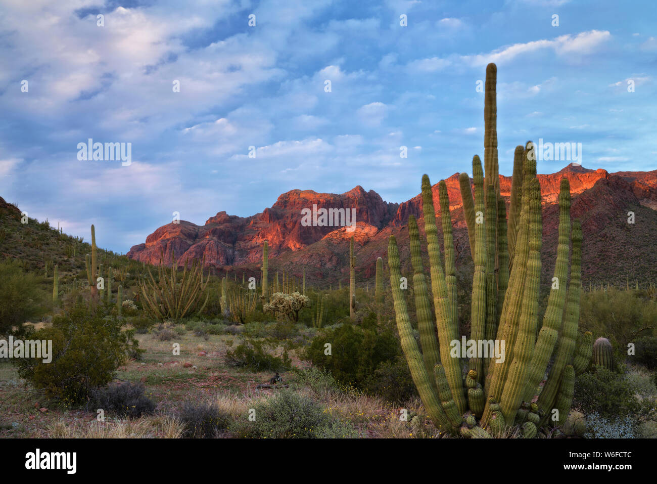 Le tuyau d'orgue armés prospèrent cactus de l'Arizona le long de frontière avec le Mexique le plus au sud dans le désert de Sonora de tuyau d'Orgue Monument Nat Cactus. Banque D'Images