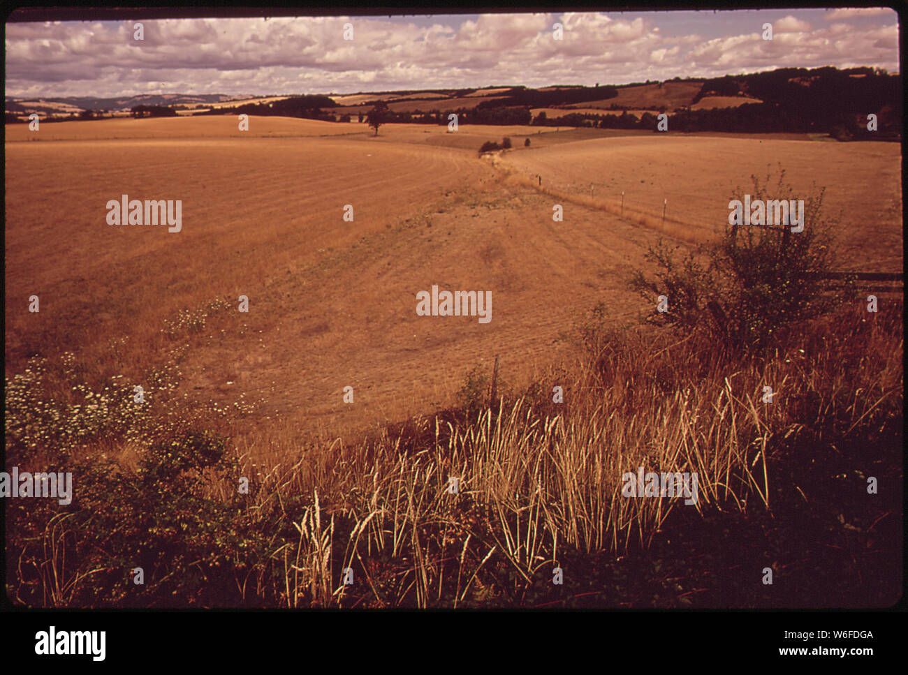 Herbes brûlées-SEMENCES EN CHAUME WILLAMETTE VALLEY Banque D'Images
