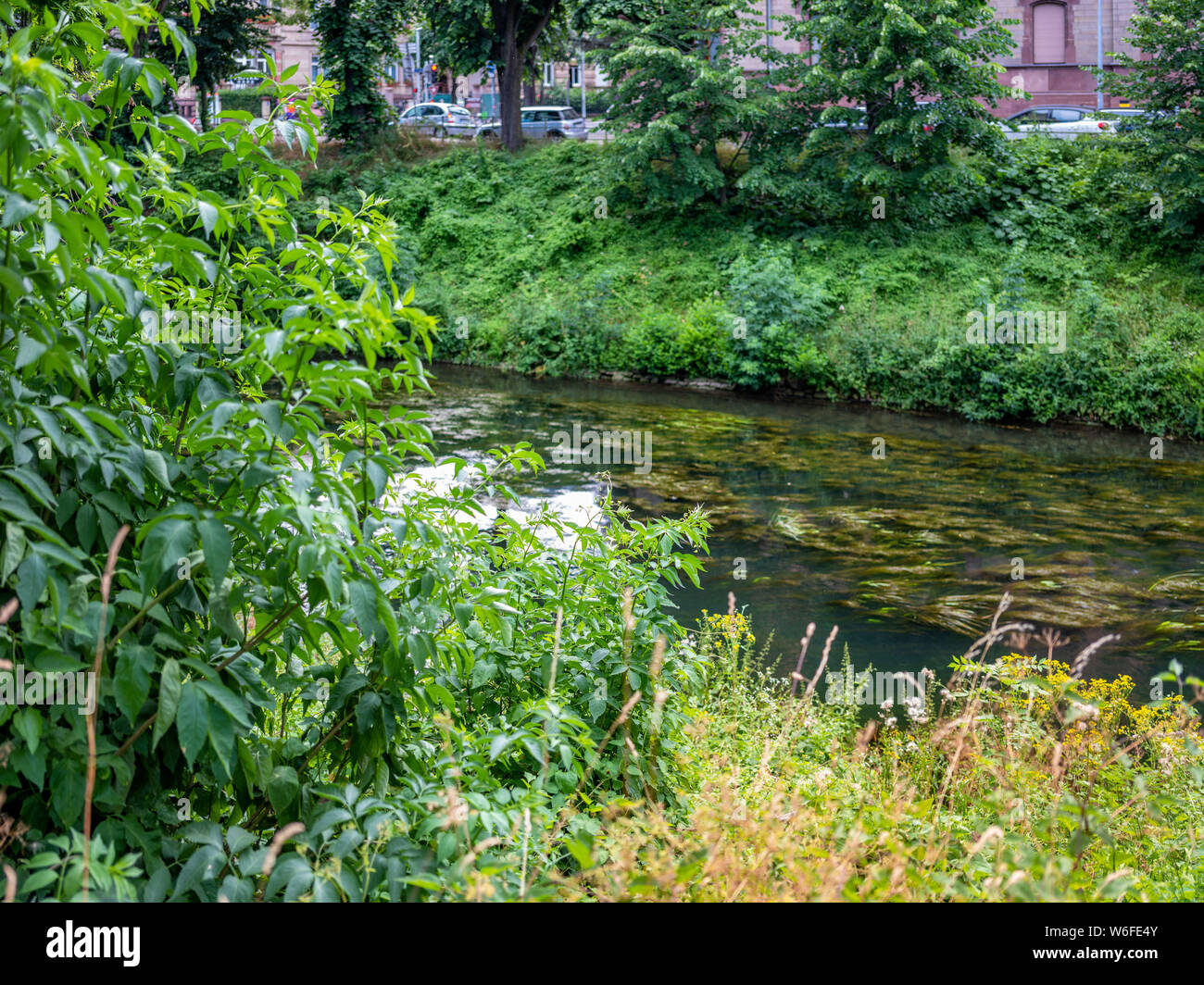 La végétation verte sur les bords de la rivière Aar, quartier Neustadt, Strasbourg, Alsace, France, Europe, Banque D'Images
