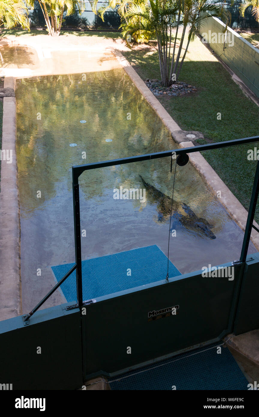 Un Saltwater Crocodile trouvé dans les états du nord de l'Australie, dans son stylo à l'Australia Zoo à Beerwah, sur la Sunshine Coast dans le Queensland, Australie Banque D'Images