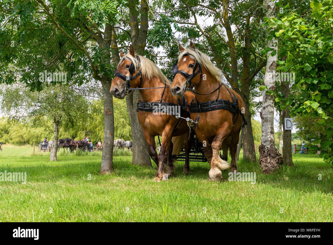 Chevaux lourds avec les pilotes sur un panier en compétition dans une course d'obstacles pendant un cheval lourd Essais Club (BHHDTC) événement dans le Royaume-Uni Banque D'Images