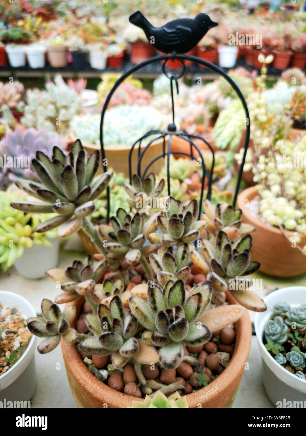 Les plantes succulentes colorés dans le panier métal avec modèle d'oiseaux sur le plateau Banque D'Images