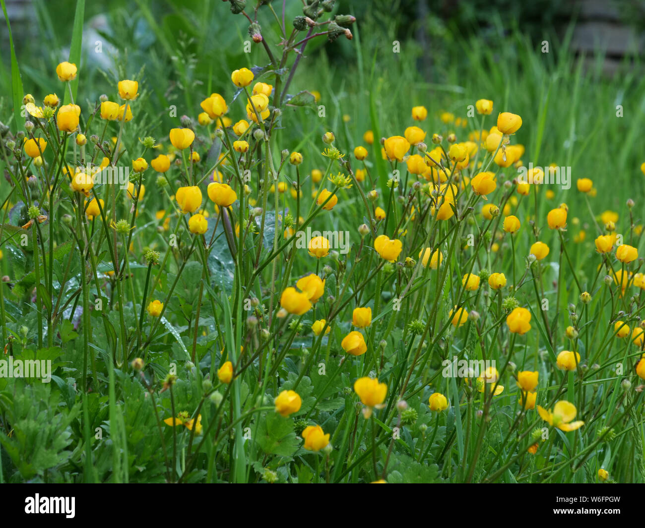 Fleurs jaune d'or ou renoncule Ranunculus repens qui poussent ici à  l'adjudication dans le nord de Londres, la floraison en mai Photo Stock -  Alamy