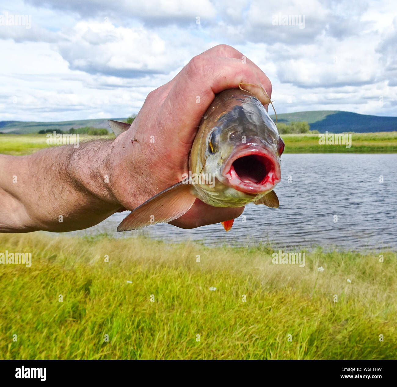 Les poissons de grande taille dans la main des hommes est de type IDE (Leuciscus idus). Trophy prises. Bonne pêche. Banque D'Images