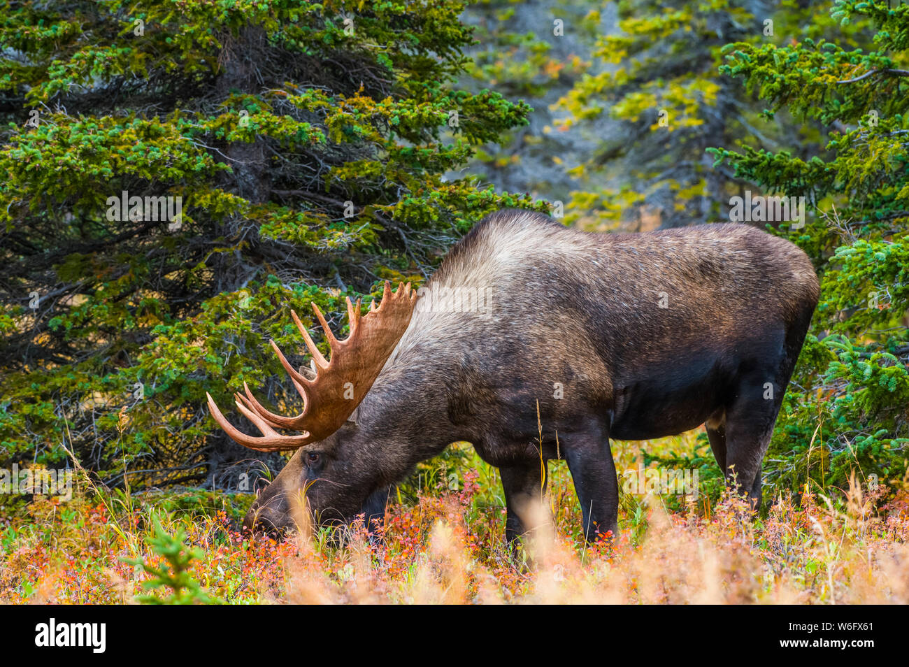 Grand taureau orignal (Alces alces) debout en brosse près du col Powerline dans le parc national de Chugach, près d'Anchorage dans le centre sud de l'Alaska sur un... Banque D'Images