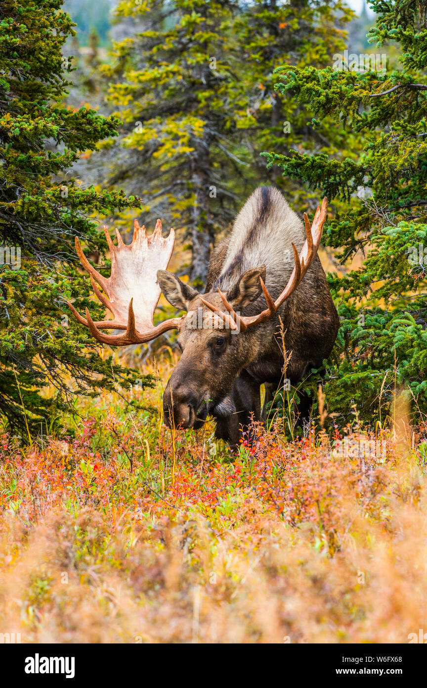 Grand taureau orignal (Alces alces) debout en brosse près du col Powerline dans le parc national de Chugach, près d'Anchorage dans le centre sud de l'Alaska sur un... Banque D'Images